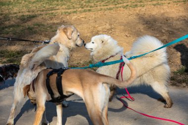 Tasmalı üç köpek birbirini kokluyor.