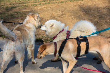 Birbirlerini tanımayı öğrenen üç köpek arasındaki sosyal davranış.