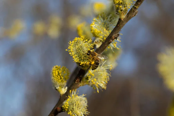Bee Collecting Pollen Catkin Spring — Stock Photo, Image