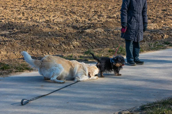 Isınmış Bir Tekeli Koklayan Köpeği Yerde Yatıyordu — Stok fotoğraf