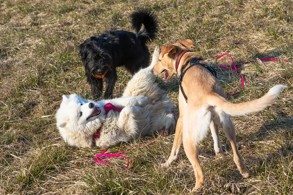 Uległe Zachowanie Wygładzonego Psa Otoczonego Przez Inne Psy — Zdjęcie stockowe