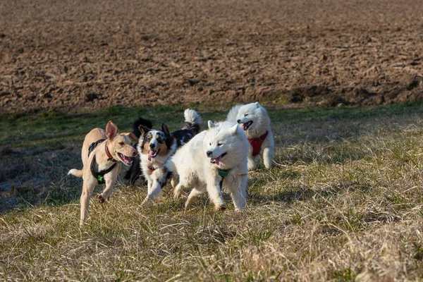 Manada Perros Correr Prado Divertirse —  Fotos de Stock