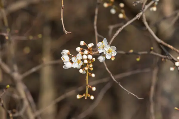 První Bílé Jarní Květy Stromě Jaře — Stock fotografie