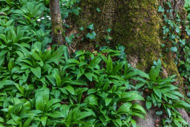 Yaban sarımsağı ve yosunlu ağaç sapı.