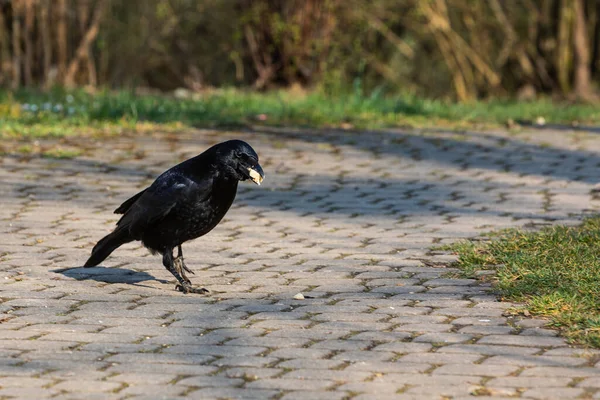 Schwarze Krähe Auf Dem Boden Sammelt Nahrung — Stockfoto