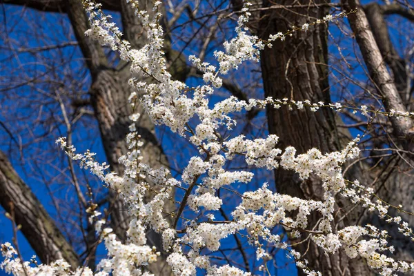 Witte Bloesems Blauwe Lucht Het Voorjaar — Stockfoto