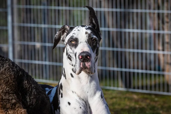 Portrait Funny Looking Great Dane — Stock Photo, Image