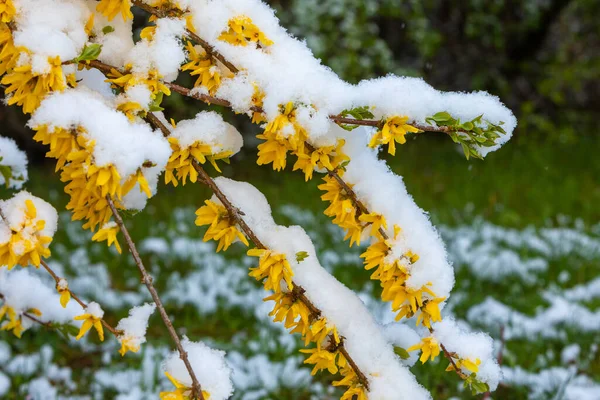 Inicio Del Invierno Primavera Con Nieve — Foto de Stock