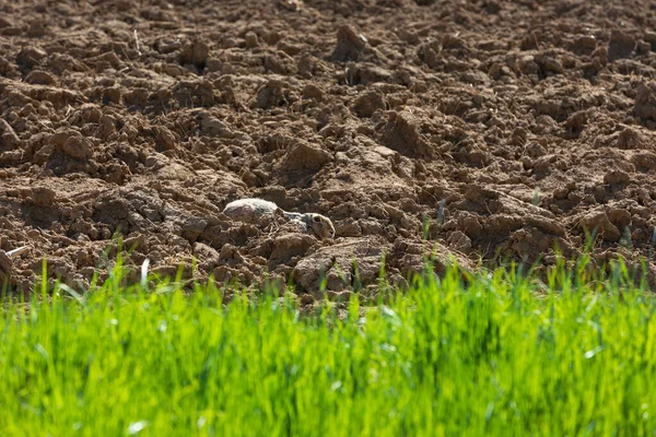 Brun Hare Gömmer Sig Jorden Ett Fält — Stockfoto