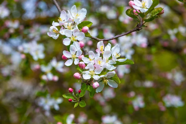 Güzel taze bir dal üzerinde çiçek açar.