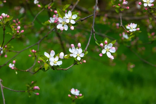 Гарний Фон Яблучного Цвітіння Навесні — стокове фото