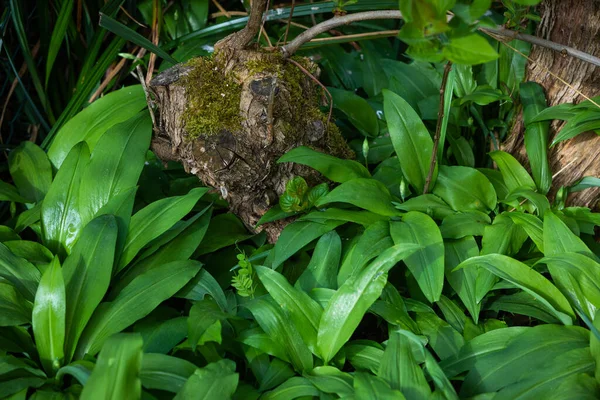 Gröna Blad Vild Vitlök Trädgården — Stockfoto