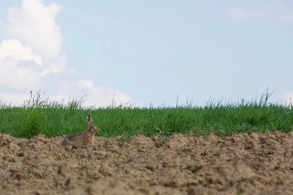 Rabbit Sitting Field Relaxing — ストック写真