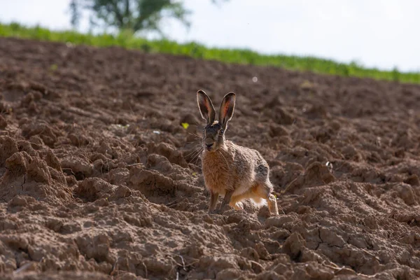 Wild Brown Hare Field Watching — ストック写真