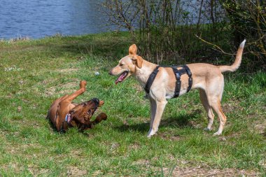 İtaatkar ridgeback köpeği başka biriyle oynuyor.