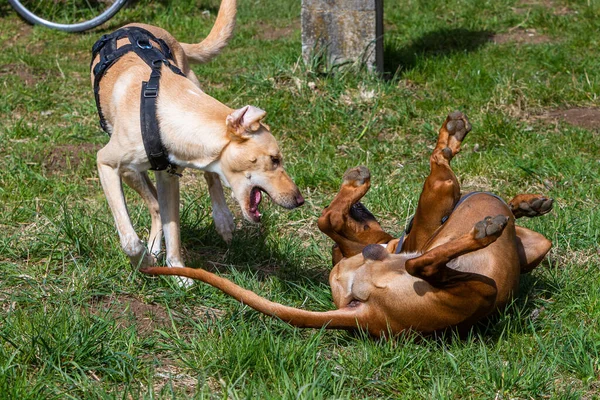 Две Собаки Играющие Вместе Одна Покорна — стоковое фото