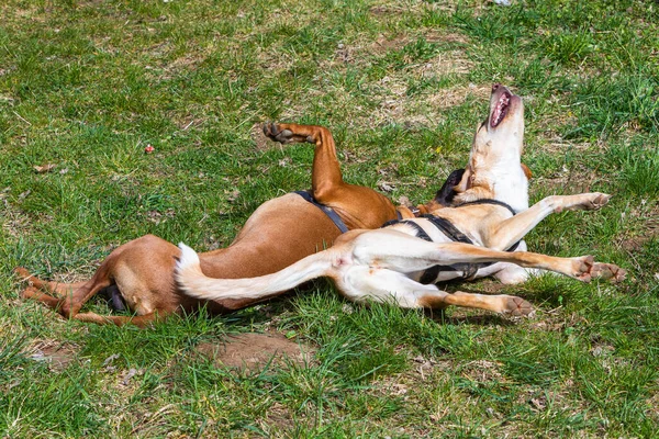 Nós Gostamos Uns Dos Outros Cães Rolando Chão — Fotografia de Stock