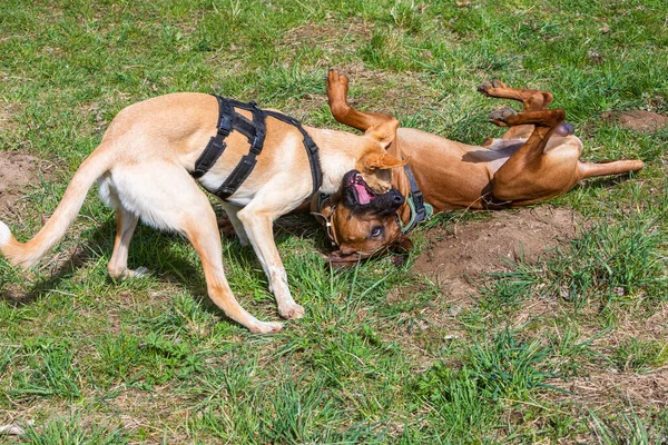 Игривое Укусы Двух Собак Траве — стоковое фото