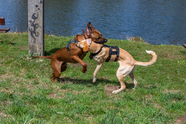 Игривая Борьба Траве Двух Собак — стоковое фото