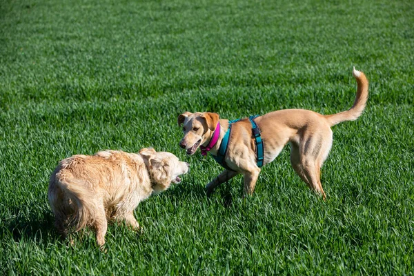 Одна Собака Приглашает Другую Игры Поле — стоковое фото