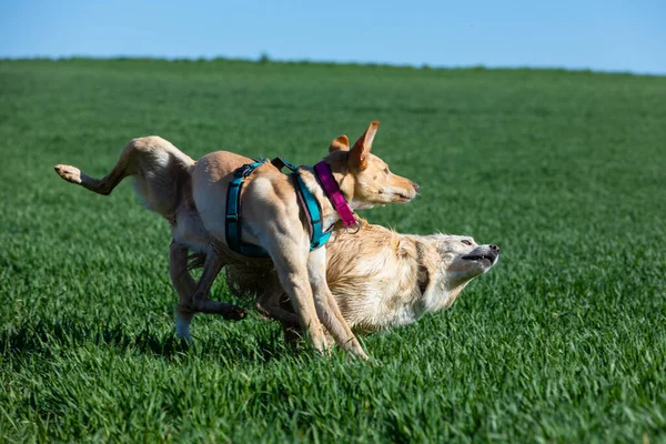 Jogo Selvagem Dois Cães Campo Verde — Fotografia de Stock