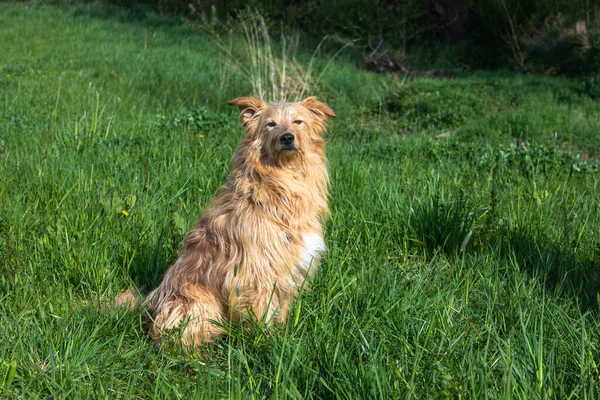 狗在绿色的草地上疲惫的样子 — 图库照片