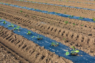 Balkabağı, siyah sera folyosunun altında yetişir.