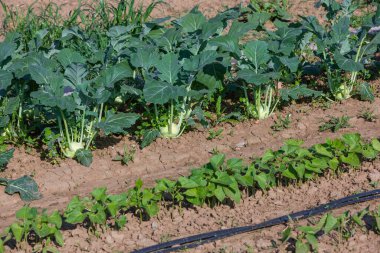 Kohlrabi ve sulama sistemi olan bir bahçenin ayrıntıları