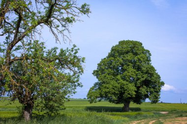 manzaralı tahıl tarlası ve uzun ağaç
