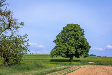 Tarlalar arasında uzun ağaç olan manzara