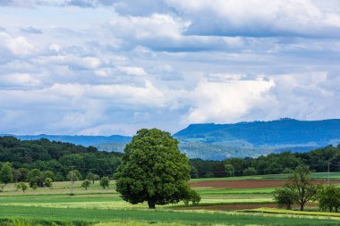Büyük ağaçlı Swabian alblerine bak