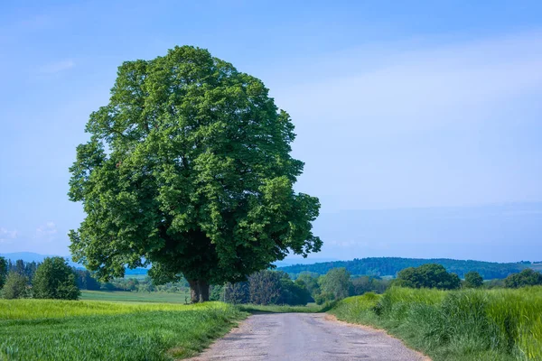 Tall Limetree Country Road — Stock Photo, Image