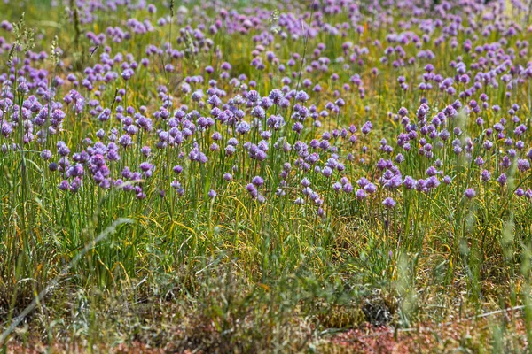 草甸上的紫色花朵 — 图库照片