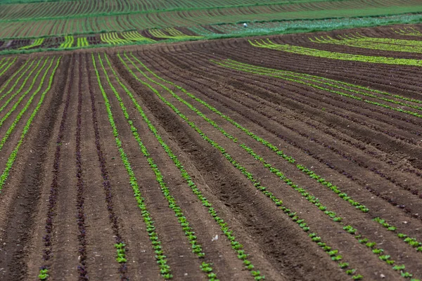 Endless Rows Young Salad Field — Stock Photo, Image