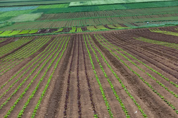 tarımda fidanları olan salata tarlaları