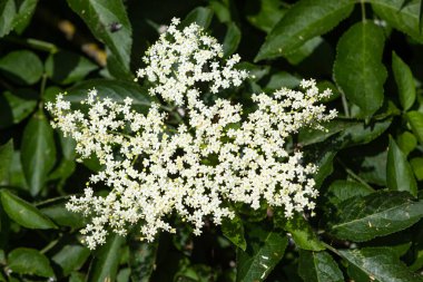 Yazın açan yaşlı bir çiçeğe yakın.