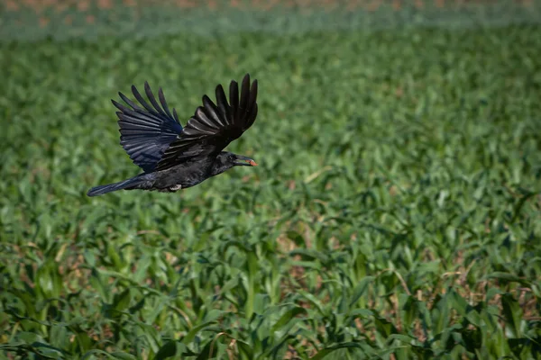 crow with food in beak flying over corn field