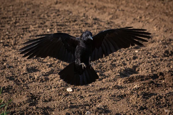 Aaskrähe Landet Mit Ausgebreiteten Flügeln Über Leerem Feld Mit Erde — Stockfoto