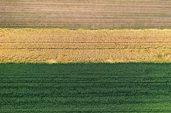 Kukuřičná Obilná Pole Shora — Stock fotografie