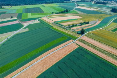 Yazın tahıl tarlaları ve mısırlar.