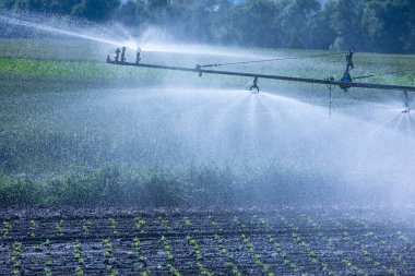 Kuraklık sırasında bitkiler için su püskürten makineler.