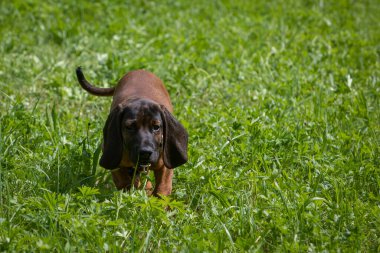 Bavyera dağ köpeği köpek yavrusu yazın çimlerin arasında yürüyor.