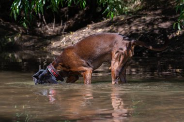 İzci köpek suyun altında arama yapıyor.