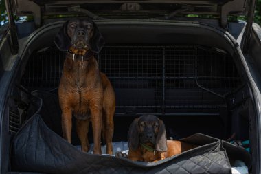 Bir arabanın bagajında yaşlı ve genç Bavyera dağ köpekleri.