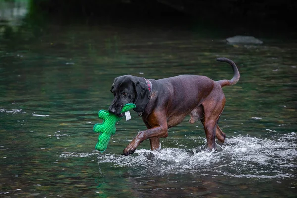 sniffer dog fetches toy out of a river