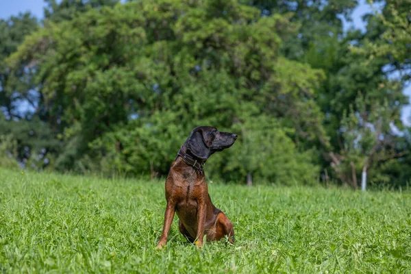 Chien Bavarois Montagne Sur Une Prairie Regardant Par Dessus Épaule — Photo