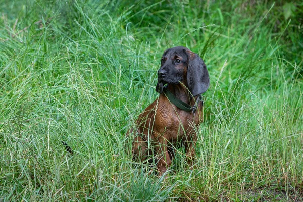 Lindo Perro Bavariano Montaña Sienta Hierba — Foto de Stock