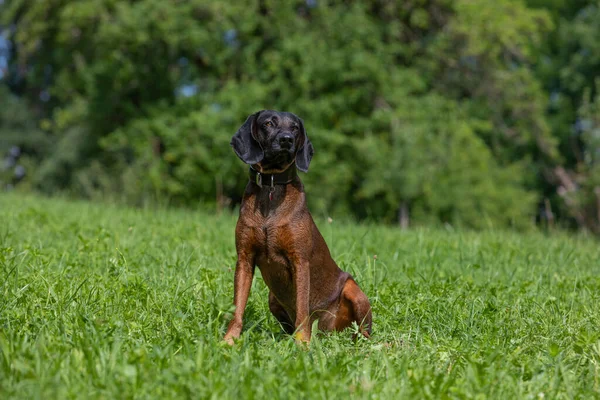 Bloodhound Sits Green Meadow Summer — Stock Photo, Image