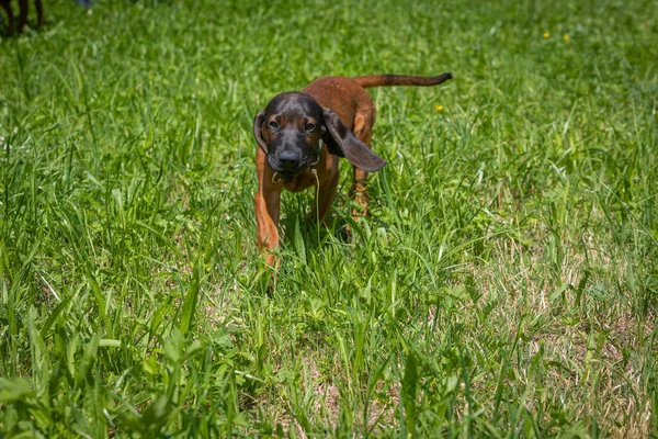 Chiot Courir Travers Herbe Été — Photo