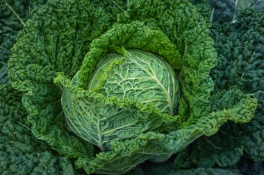 Olgun bir lahananın ayrıntıları.